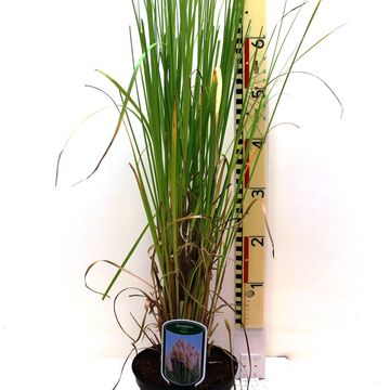 Cortaderia selloana 'Rosea'
