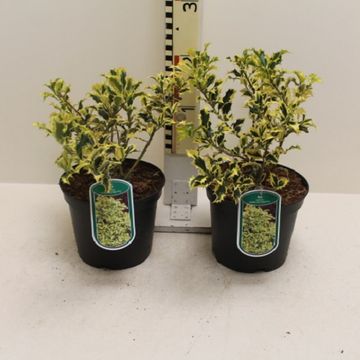 Ilex aquifolium 'Golden DJ'