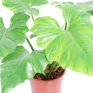 Filodendron cordatum