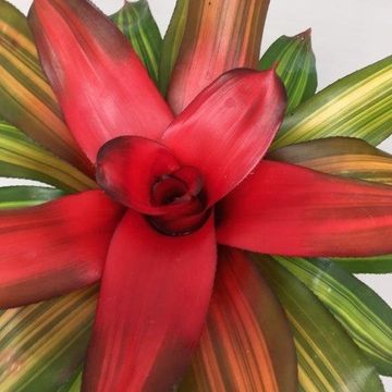 Neoregelia 'Freddie'