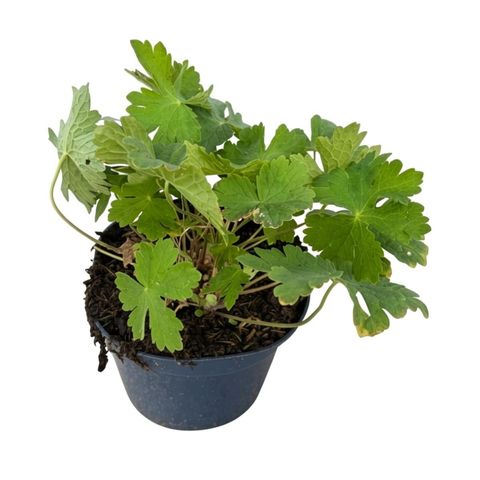 Geranium phaeum 'Raven'