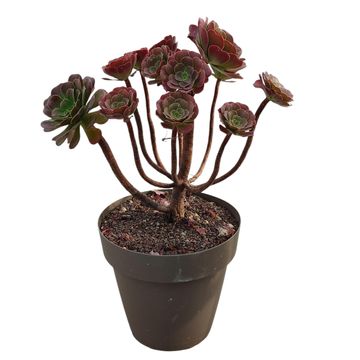 Aeonium arboreum 'Атропурпуреум'