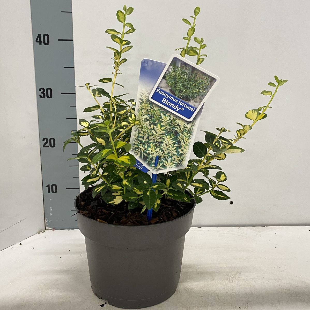 Euonymus fortunei BLONDY — Plant Wholesale FlorAccess