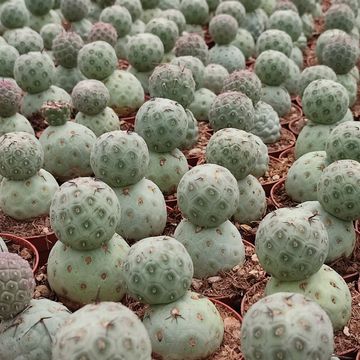 Tephrocactus geometricus