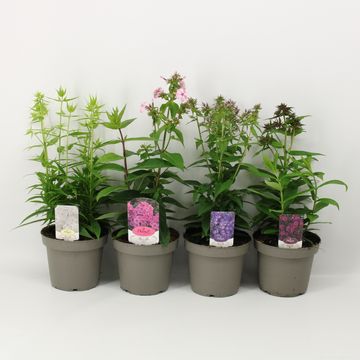 Phlox MIX