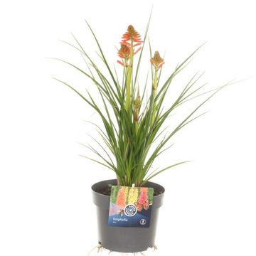 Kniphofia POCO MIX