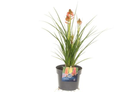 Kniphofia POCO MIX