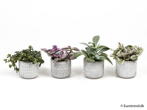 Plantas o interior MIX