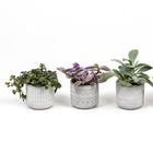 Plantes d'interieur MIX