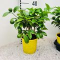 Citrus reticulata 'Clementine'