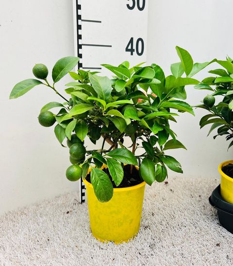 Citrus reticulata 'Clementine'