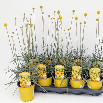 Craspedia globosa 'Golf Beauty'