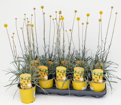 Craspedia globosa 'Golf Beauty'