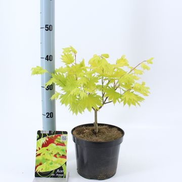 Acer shirasawanum 'Aureum'