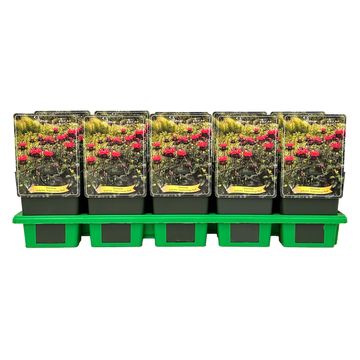 Monarda didyma SUPERWINGS RED