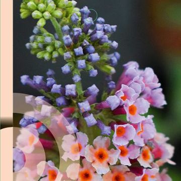 Buddleja x weyeriana 'Flower Power'