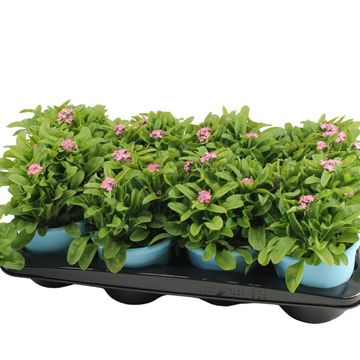 Myosotis sylvatica 'Mon Amie Pink'