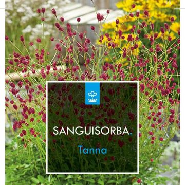 Sanguisorba officinalis 'Tanna'