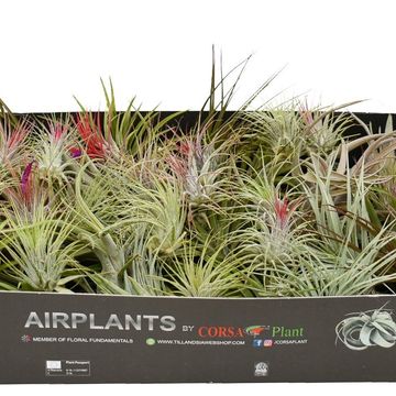 Tillandsia MIX