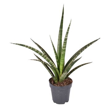 Sansevieria trifasciata 'Megan'