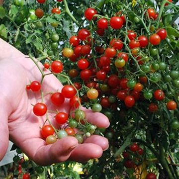 Solanum lycopersicum 'Red Currant'