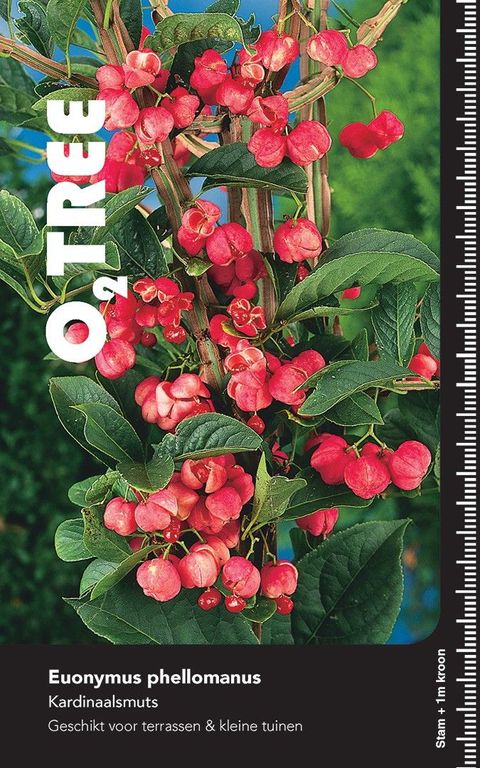 Euonymus phellomanus