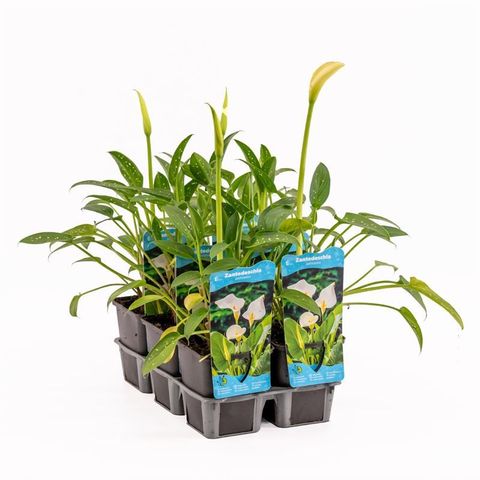 Zantedeschia aethiopica