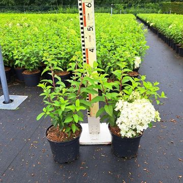 Hydrangea paniculata BOBO