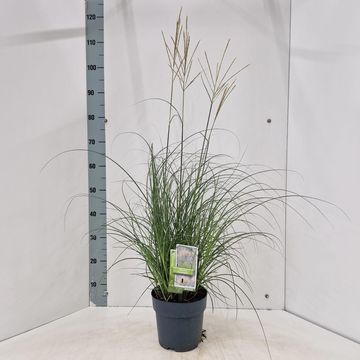 Miscanthus sinensis 'Serengeti'