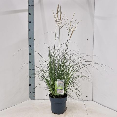 Miscanthus sinensis 'Serengeti'