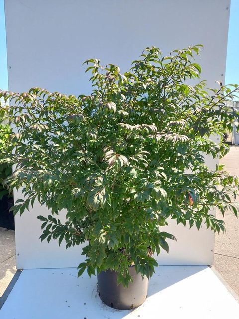 Euonymus alatus 'Compactus'