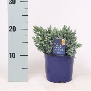 Juniperus squamata 'Blue Star'