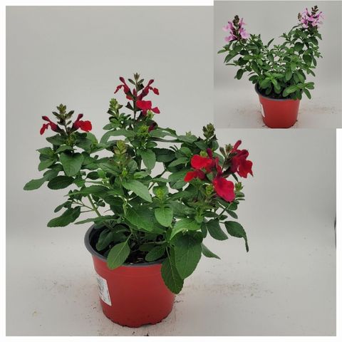 Salvia greggii