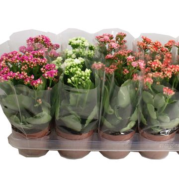 Kalanchoe blossfeldiana MIX