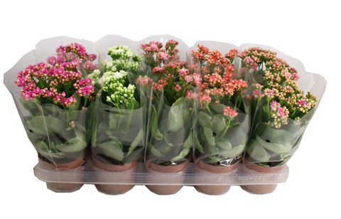 Kalanchoe blossfeldiana MIX
