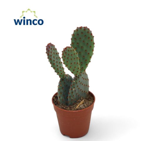 Opuntia microdasys rufida