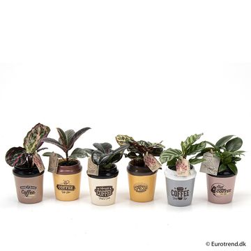 Sansevieria MIX