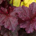 Heuchera 'Midnight Rose'