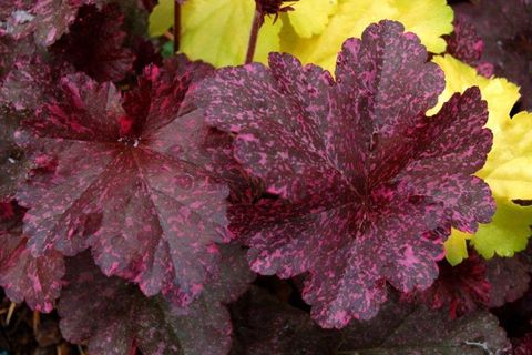 Heuchera 'Midnight Rose'