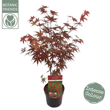 Acer palmatum 'Livy'