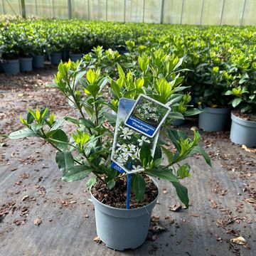 Gardenia jasminoides PINWHEEL