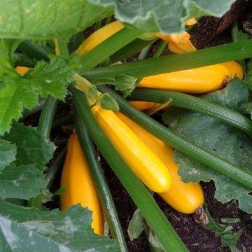 Cucurbita pepo 'Soleil'