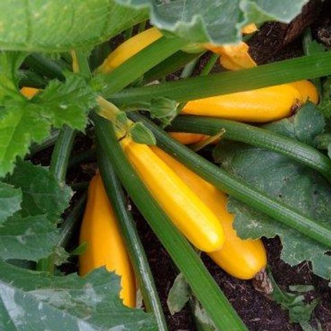 Cucurbita pepo 'Soleil'