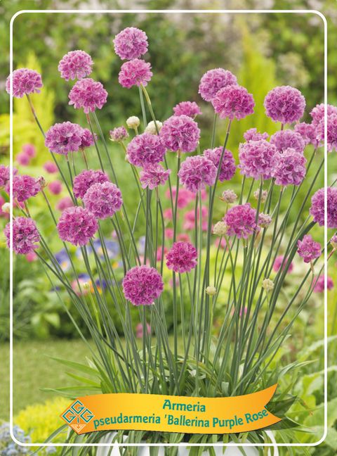 Armeria pseudarmeria 'Ballerina Purple Rose'