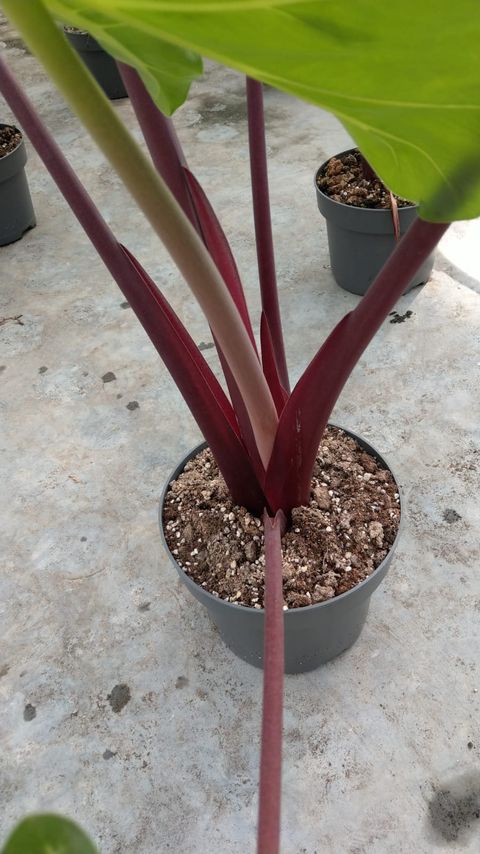 Alocasia 'Imperial Red'