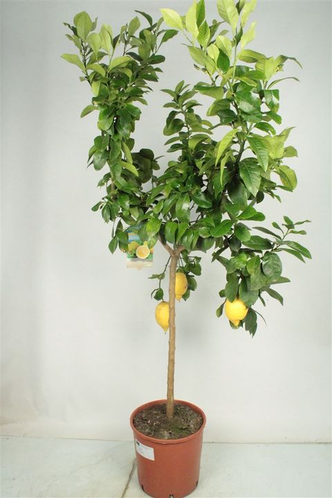 Citrus x limon
