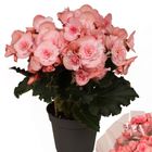 Begonia MOVE 2 JOY PINK