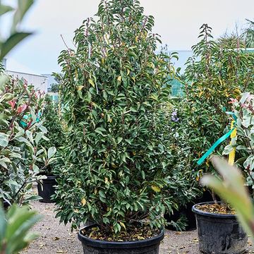 Prunus lusitanica 'Angustifolia'