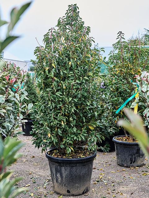 Prunus lusitanica 'Angustifolia'