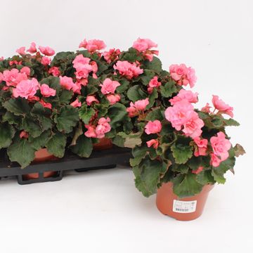 Begonia GLORY PINK